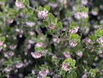 Arctostaphylos rudis