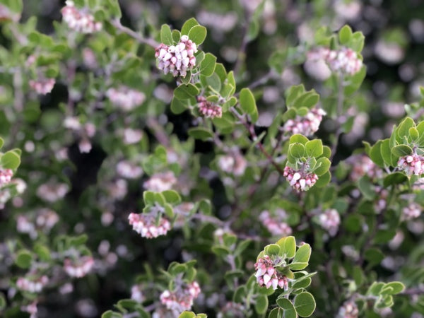 Arctostaphylos rudis