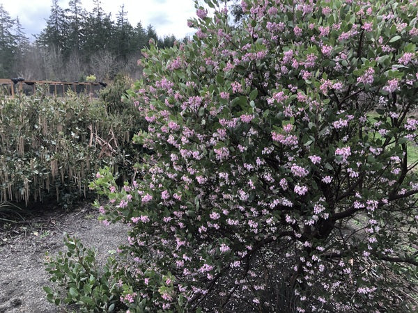 Arctostaphylos x 'Austin Griffiths'