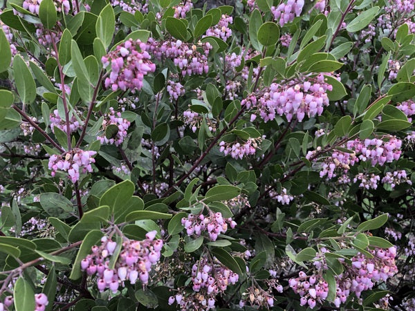Arctostaphylos x 'Austin Griffiths'
