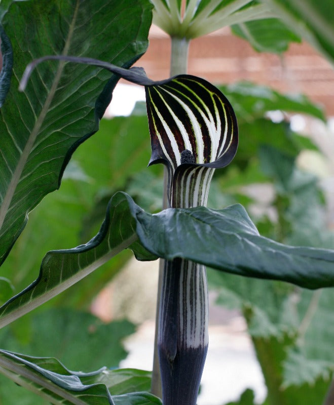 Arisaema concinnum