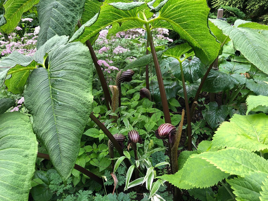 Arisaema dahaiense