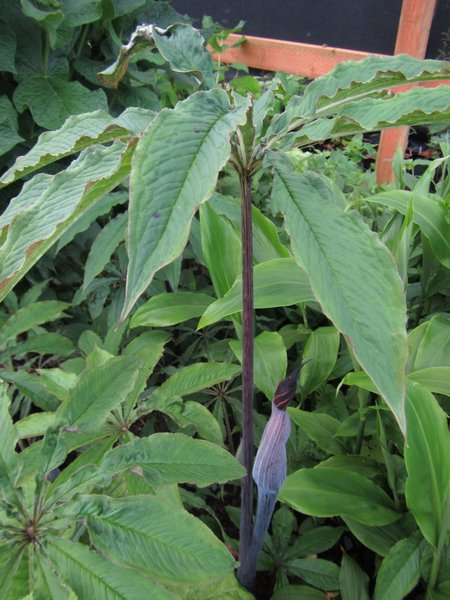 Arisaema exappendiculatum -Brown Form