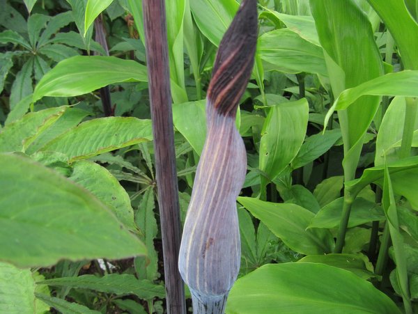 Arisaema exappendiculatum -Brown Form