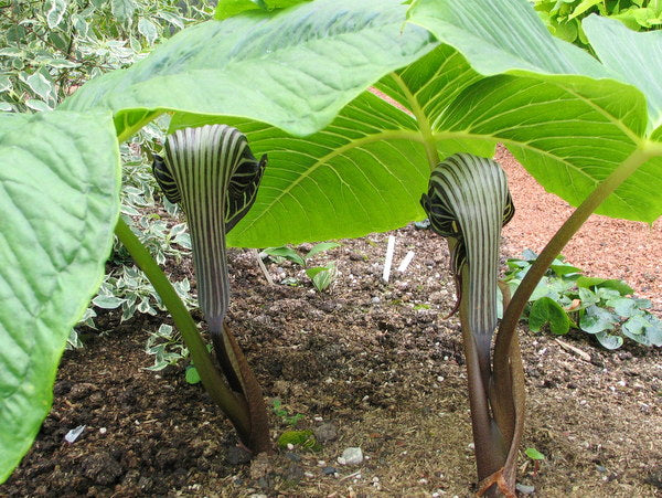 Arisaema fargesii