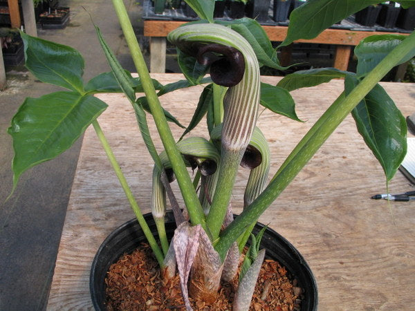 Arisaema ringens