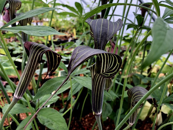 Arisaema ciliatum var. liubaense
