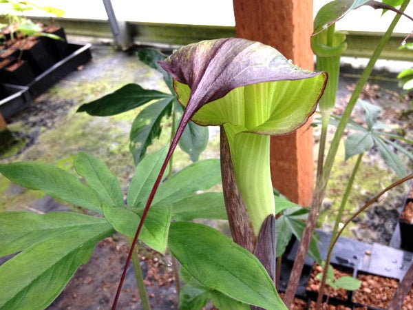 The green hooded flower and leaves of Arisaema consanguineum