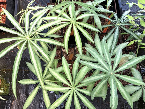 Arisaema consanguineum - Silver Pattern