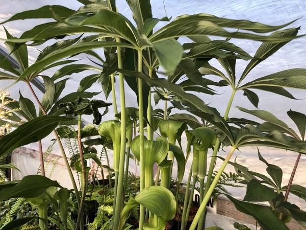 Arisaema sp. CGG 14110