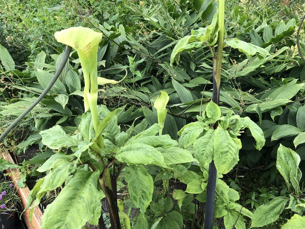 Arisaema tortuosum NAPE 226