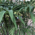 Arisaema ciliaum v. liubaense from DP