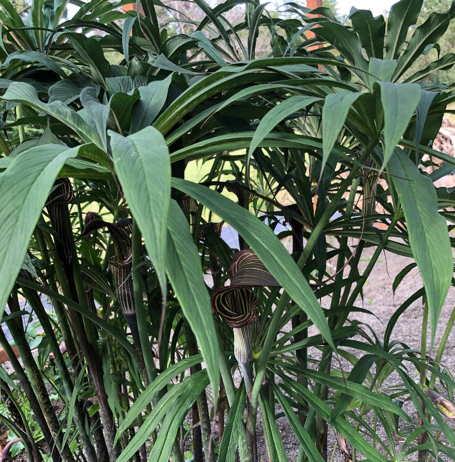 Arisaema ciliaum v. liubaense from DP
