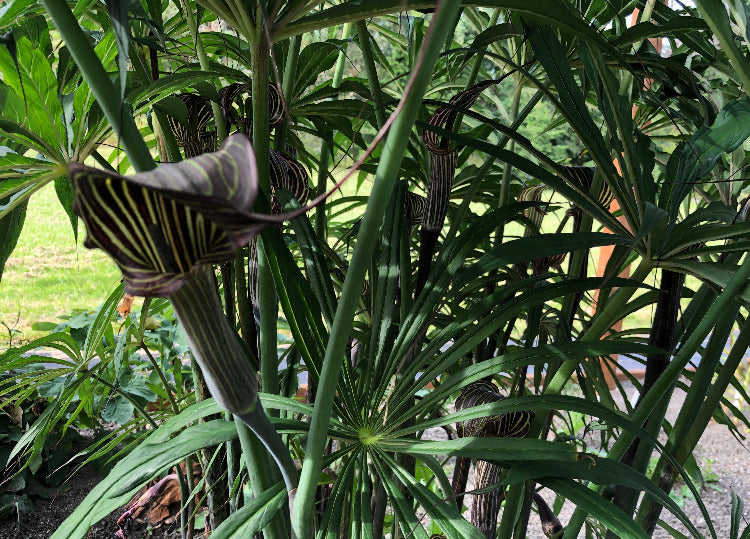 Arisaema ciliaum v. liubaense from DP