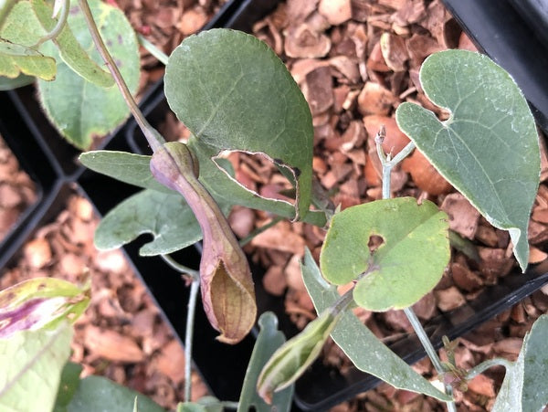 Aristolochia baetica