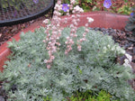Artemisia pedemontana