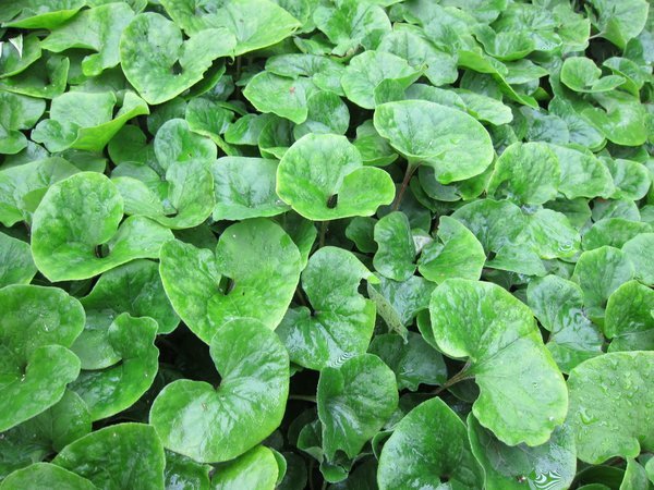 Asarum canadense 'Eco Choice'