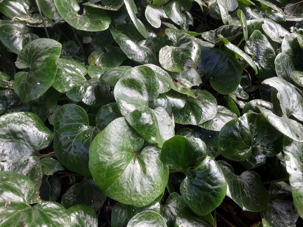 Asarum europaeum - paler leaf clone