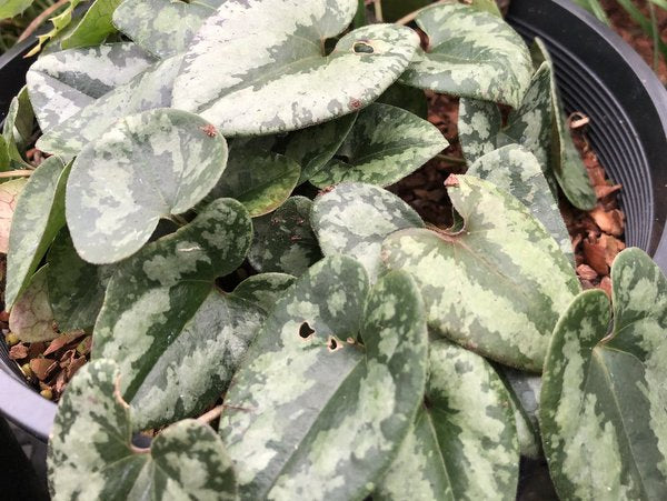 Asarum nipponicum
