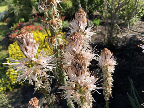 White flower stalks of Asphodelus albus