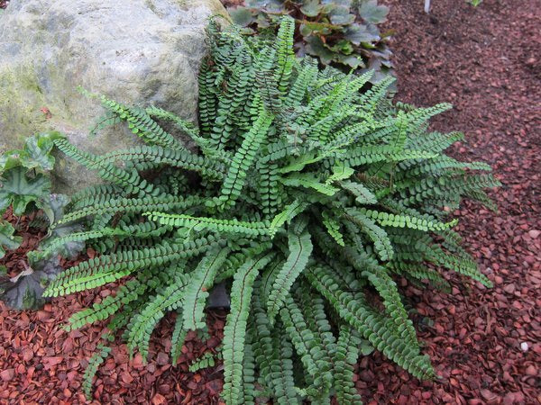 Asplenium trichomanes fern growing near a rock