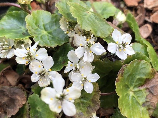 Asteropyrum peltatum