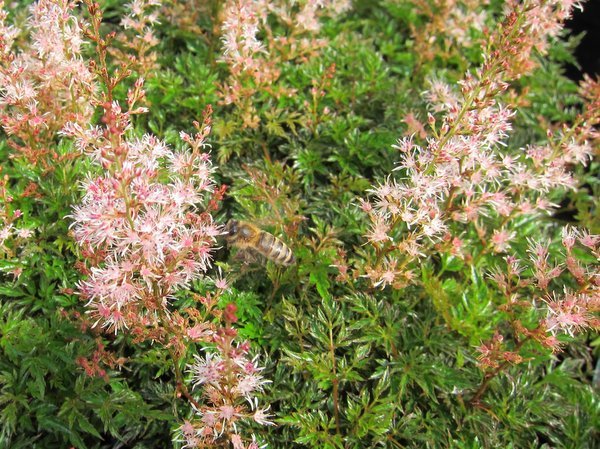 Astilbe thunbergii var. terrestris