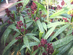 Aucuba himalaica var. dolichophylla