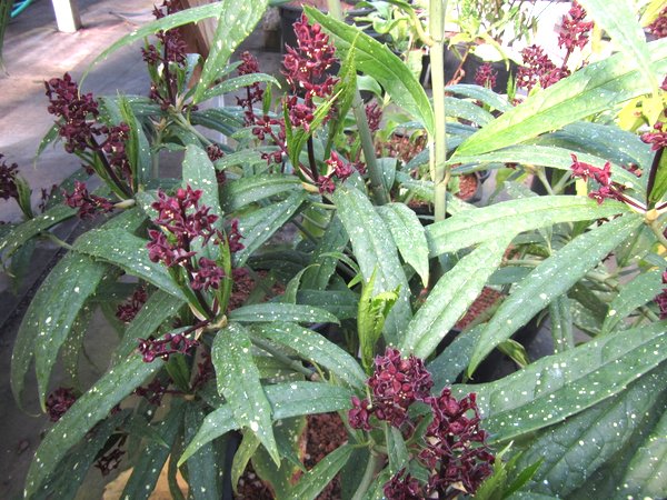 Aucuba himalaica var. dolichophylla