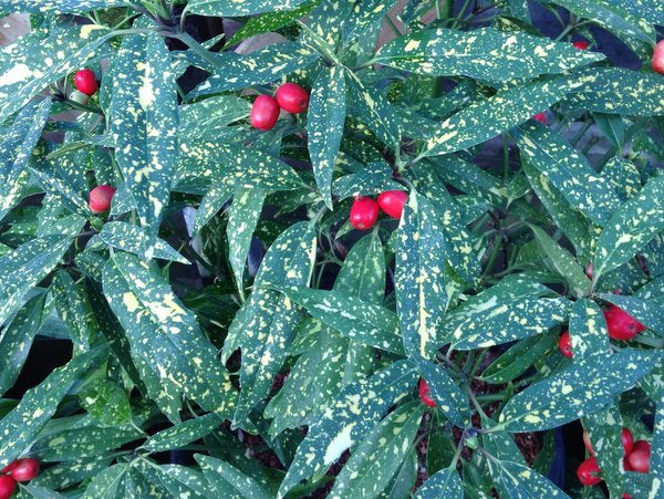 Aucuba japonica 'Katsunuma Nishiki'