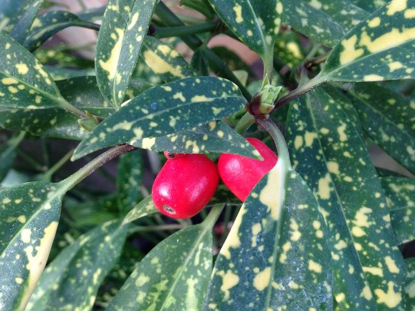 Aucuba japonica 'Katsunuma Nishiki'