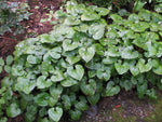 Beesia calthifolia