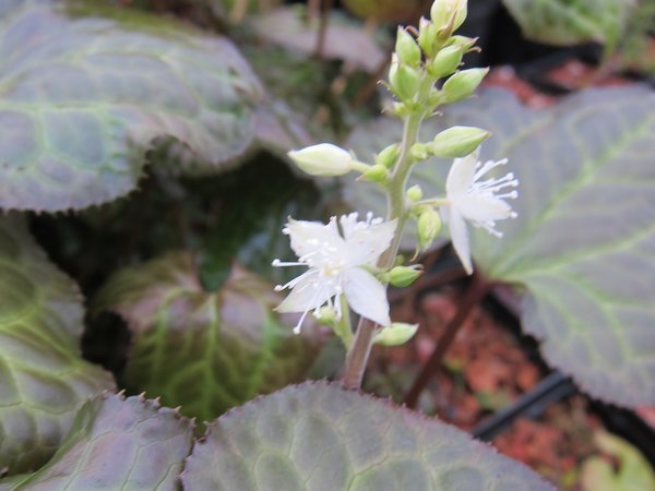 Beesia calthifolia
