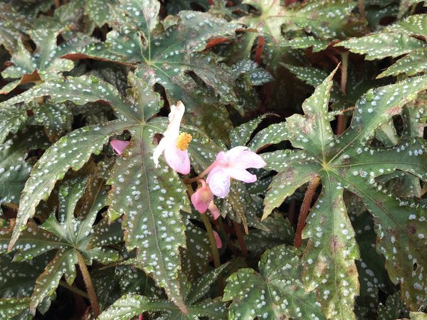 Begonia circumlobata 'Chandler's Hardy'