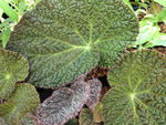 Begonia cf. sizemoreae DJHV 13160
