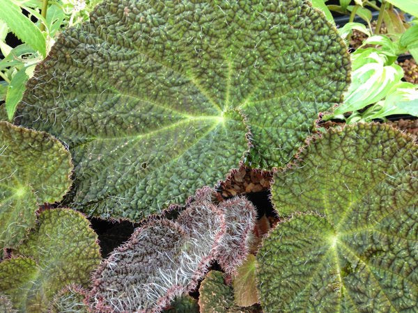 Begonia cf. sizemoreae DJHV 13160