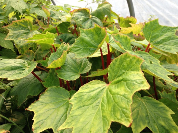 Begonia sp. MD12-74