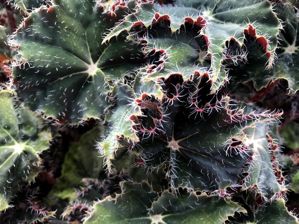 Begonia 'Black Coffee'