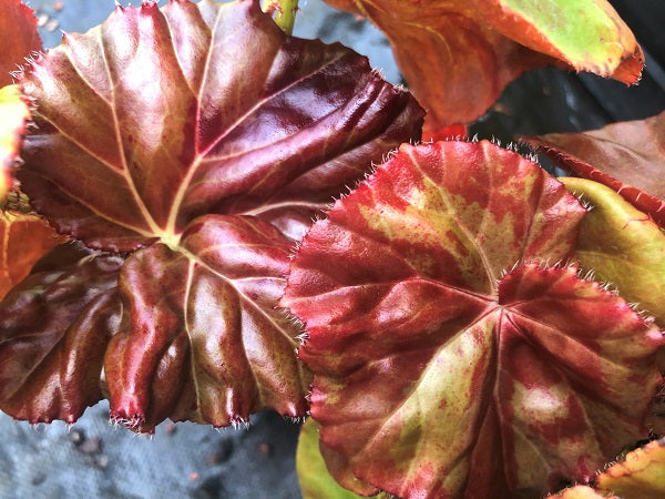 Begonia 'Red Fred'
