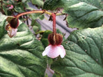 Begonia baviensis - Vietnam
