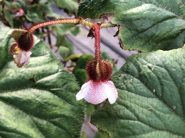 Begonia baviensis - Vietnam
