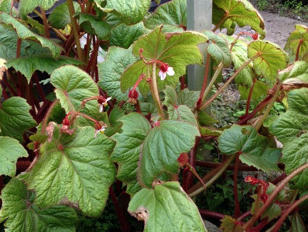 Begonia baviensis - Vietnam