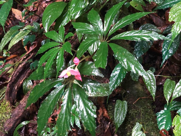 Leaves and small pink flowers of Begonia hemsleyana growing in the wild