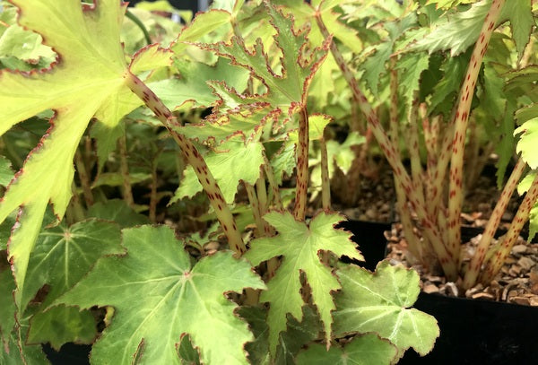 Begonia koelzii NJM 12.077