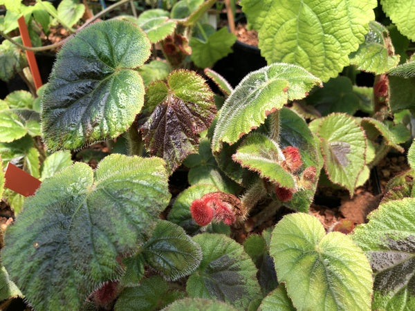 Begonia sp. DJHM 15116