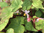 Begonia sp. MD12-74