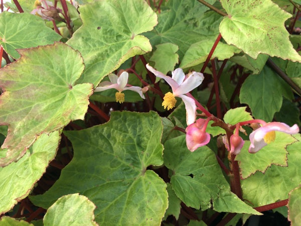 Begonia sp. MD12-74