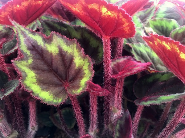 Begonia sp. YuGu 301