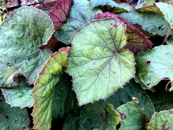 Begonia naraharii DM 16014
