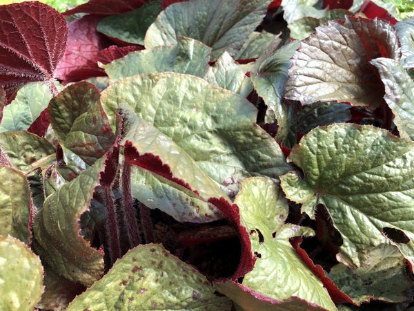 Green-grey Begonia leaves with red undersides